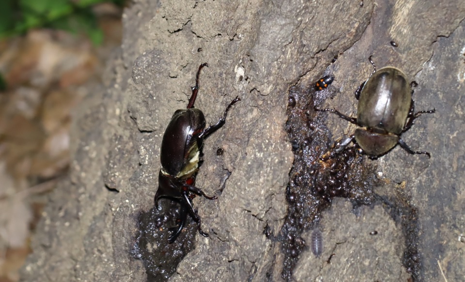 カブトムシ1♂1♀_No．7のクヌギ_クワガタ達のオアシス _2023年6月20日20時40分気温21.1度